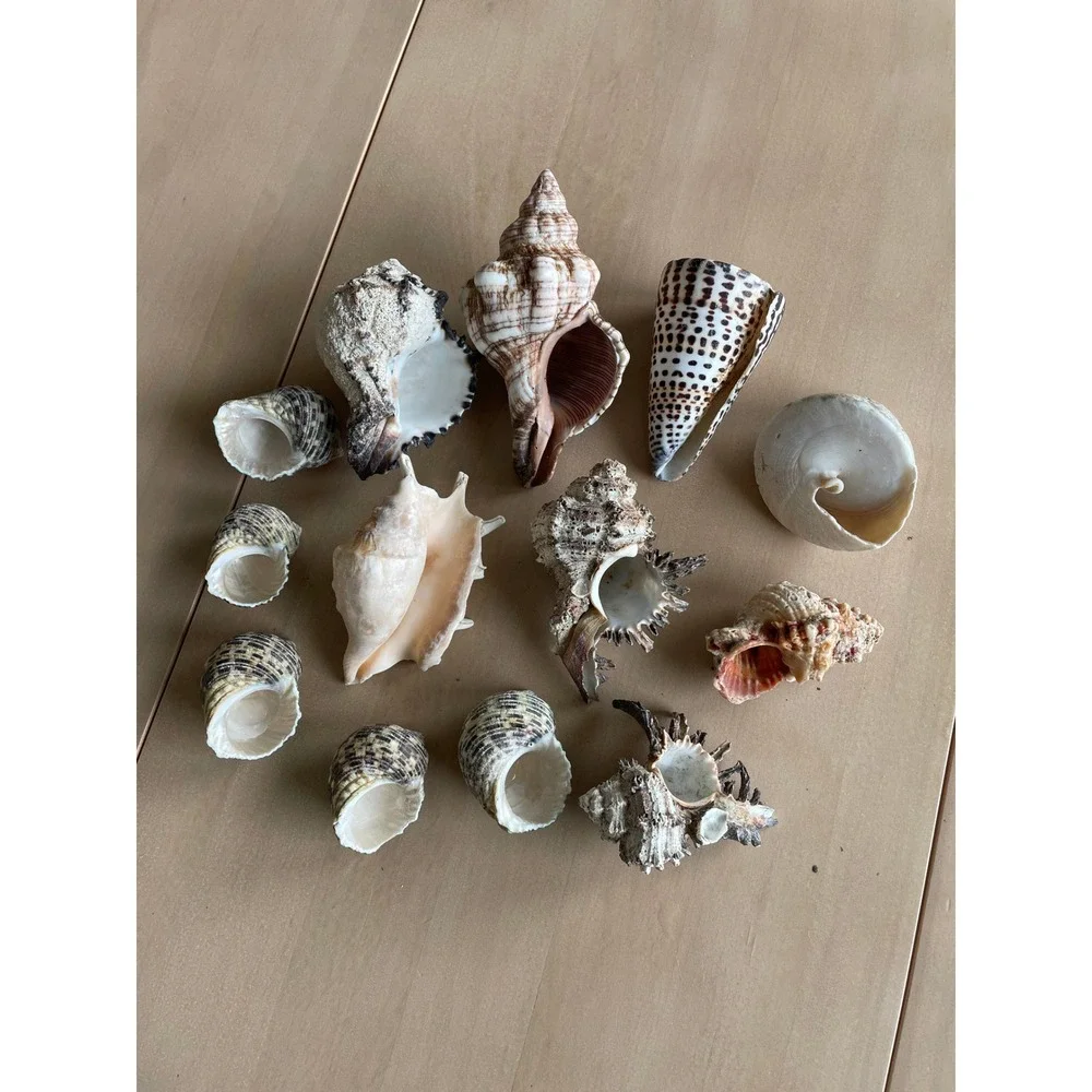 Large Mixed Seashell Collection 16 Natural Beach Shells Craft Decor Display Lot